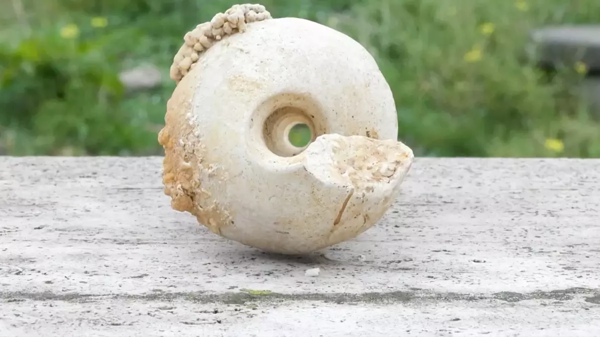 İstanbul’da hafriyat kazısı sırasında deniz minaresi fosili bulundu